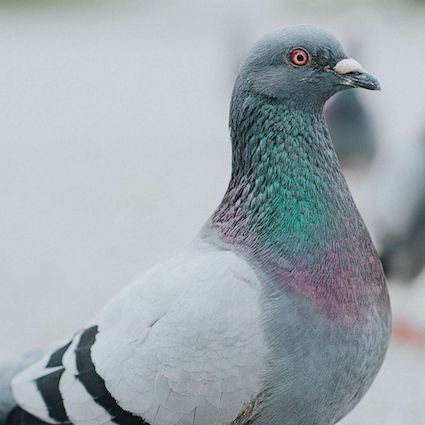 Pigeon Post