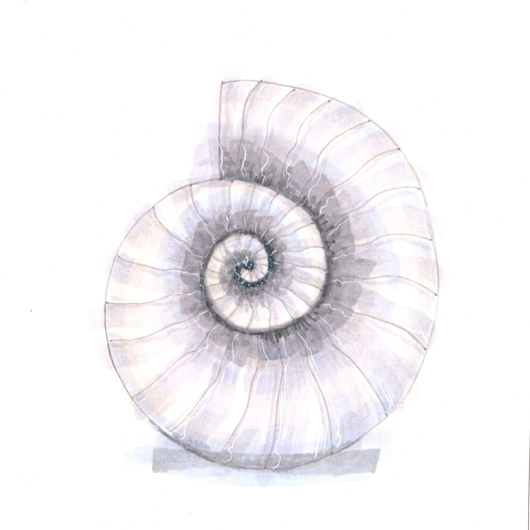 Ammonite