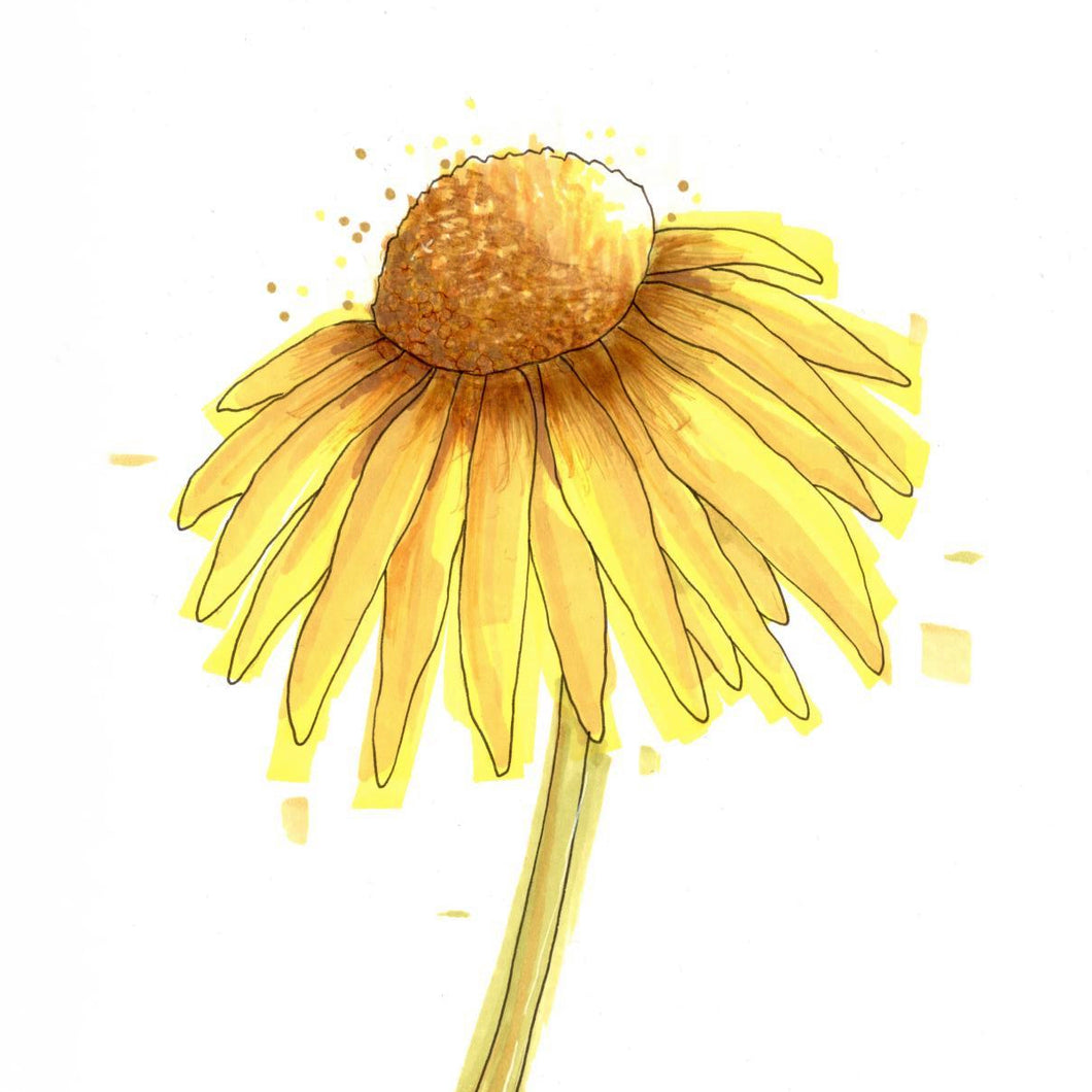 Daisy