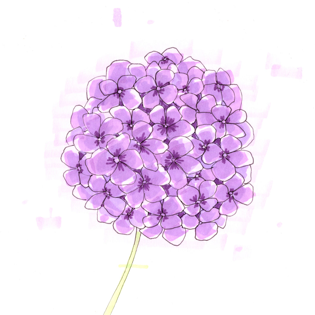 Hydrangea
