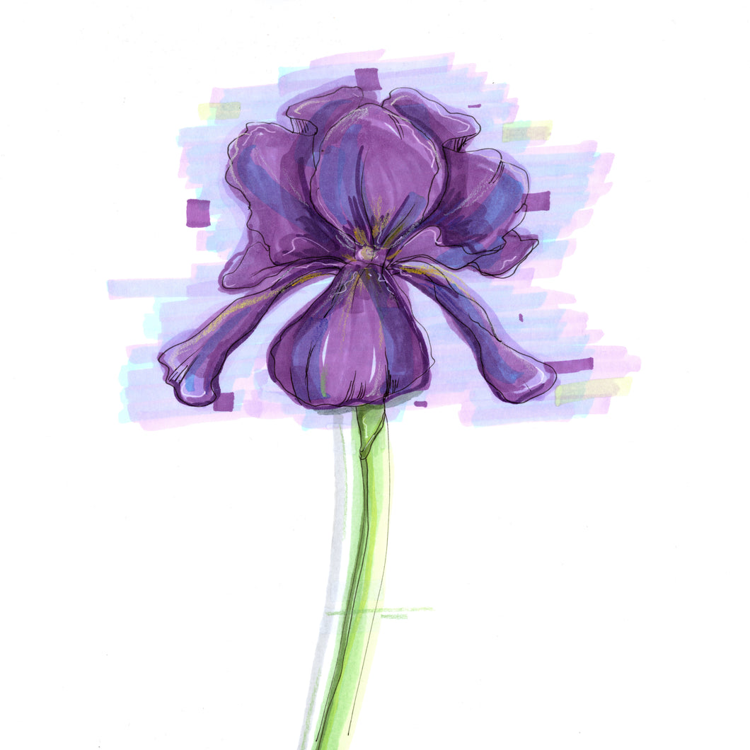 Iris