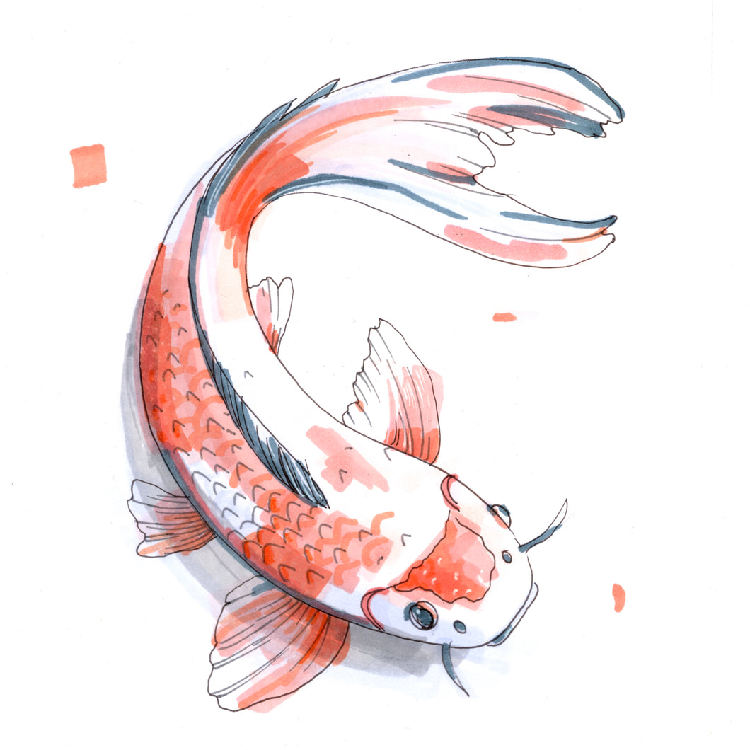 Koi