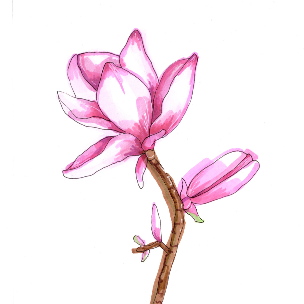 Magnolia