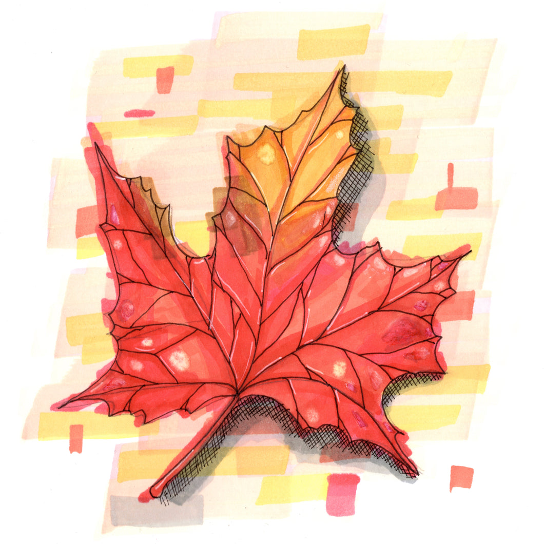 Maple