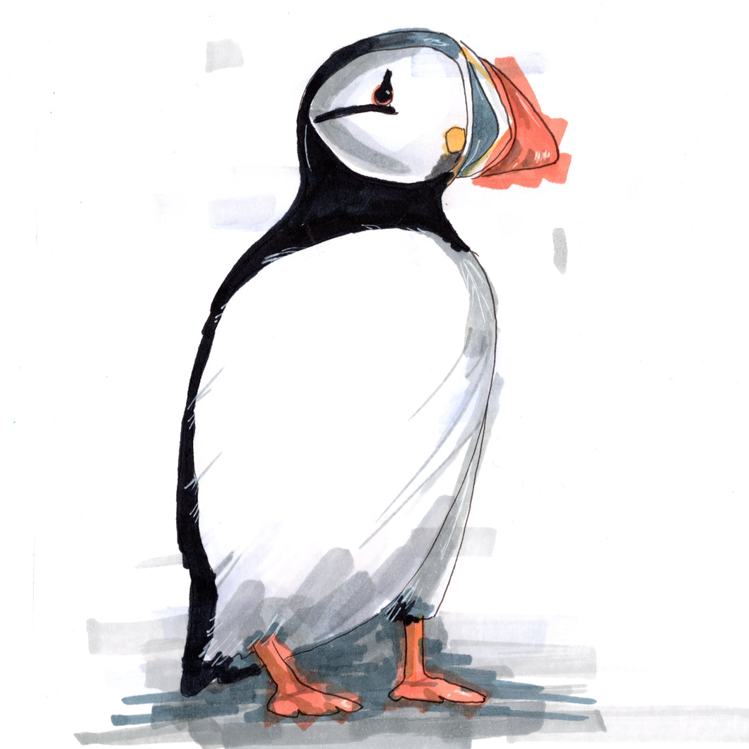 Puffin